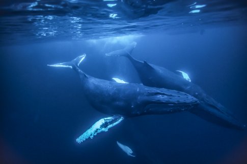 из истории о синем ките