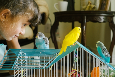 Волнистые попугаи и ребенок