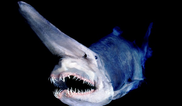Акула гоблин или акула-домовой (лат. Mitsukurina owstoni)