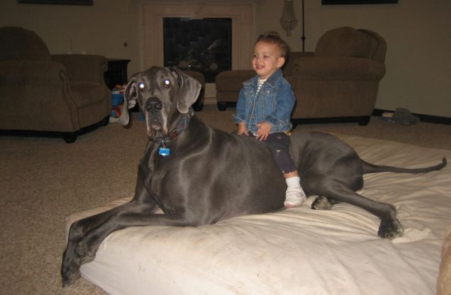 Большая собака и ребенок