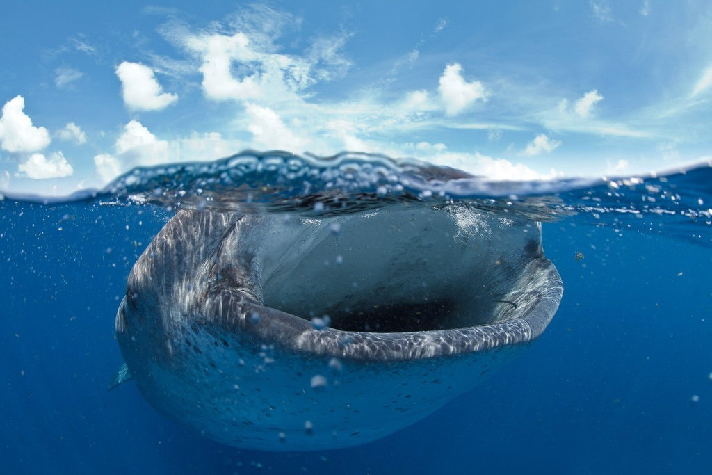 Китовая акула на поверхности