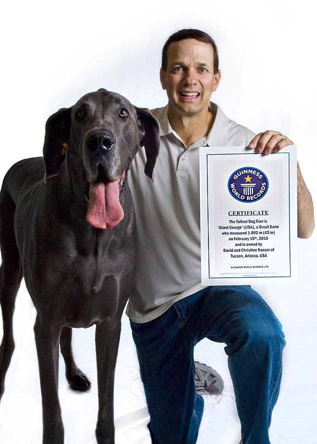 Сертификат собаки