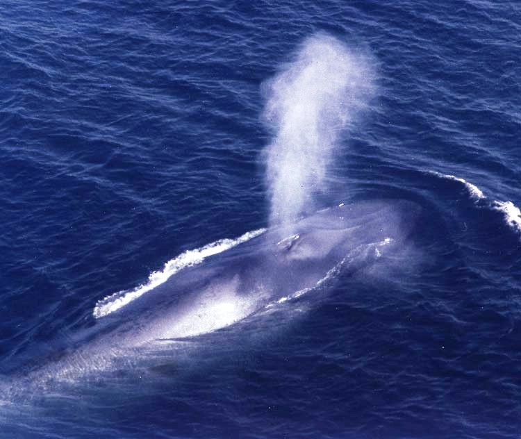 Синий кит в мировом океане