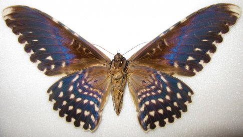 Определение бабочки Совка Агриппина