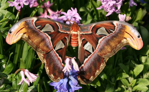 Среда обитания бабочки Совка Агриппина
