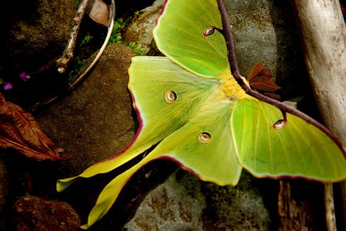 Описание бабочки Совка Агриппина