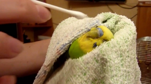 Попугай в полотенце