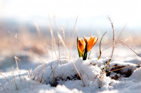Цветок в снегу