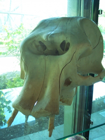 Череп мальтийского карликового слона на выставке Геллабуннского зоопарка в Мюнхене, Германия
