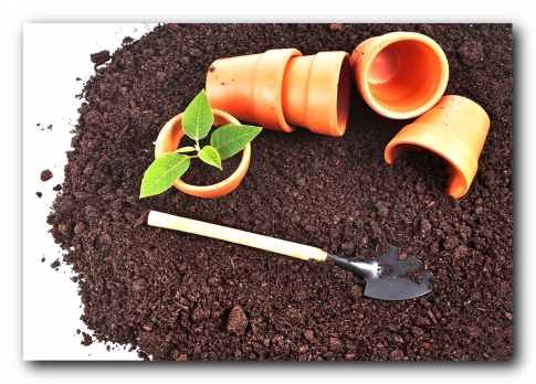 Почва для комнатных растений