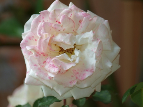 Заболевшая белая роза