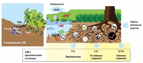 Питательные вещества органического вещества (ОВ) почвы