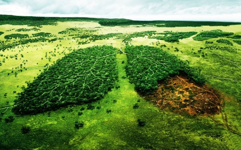Вырубка леса - осложнение экологической ситуации