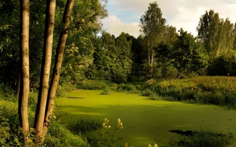 Заросшее болото в лесу